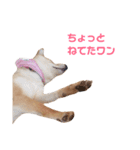 柴犬ももちゃん 写真バージョン part.3（個別スタンプ：31）