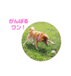 柴犬ももちゃん 写真バージョン part.3（個別スタンプ：32）