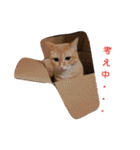 使えるスタンプ※いぬ※ねこ（個別スタンプ：2）