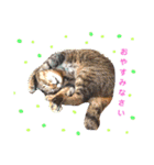 使えるスタンプ※いぬ※ねこ（個別スタンプ：10）