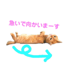 使えるスタンプ※いぬ※ねこ（個別スタンプ：12）
