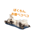 使えるスタンプ※いぬ※ねこ（個別スタンプ：15）