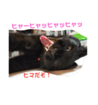 使えるスタンプ※いぬ※ねこ（個別スタンプ：18）