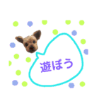 使えるスタンプ※いぬ※ねこ（個別スタンプ：19）