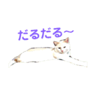 使えるスタンプ※いぬ※ねこ（個別スタンプ：23）