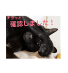 使えるスタンプ※いぬ※ねこ（個別スタンプ：24）