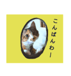 使えるスタンプ※いぬ※ねこ（個別スタンプ：25）