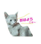使えるスタンプ※いぬ※ねこ（個別スタンプ：29）