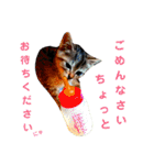 使えるスタンプ※いぬ※ねこ（個別スタンプ：30）