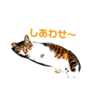 使えるスタンプ※いぬ※ねこ（個別スタンプ：32）