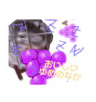 チンチラのぽにょちゃん（個別スタンプ：7）