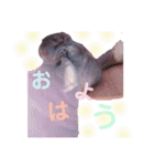 チンチラのぽにょちゃん（個別スタンプ：22）