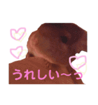 チンチラのぽにょちゃん（個別スタンプ：24）