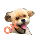 シーズー犬ケリー（個別スタンプ：1）