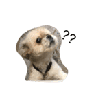 シーズー犬ケリー（個別スタンプ：2）
