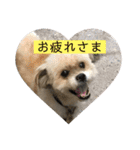 シーズー犬ケリー（個別スタンプ：3）
