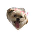 シーズー犬ケリー（個別スタンプ：4）