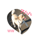 シーズー犬ケリー（個別スタンプ：5）