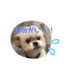 シーズー犬ケリー（個別スタンプ：6）