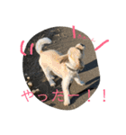 シーズー犬ケリー（個別スタンプ：7）