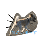 シーズー犬ケリー（個別スタンプ：8）