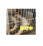 シーズー犬ケリー（個別スタンプ：9）