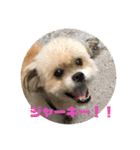 シーズー犬ケリー（個別スタンプ：10）