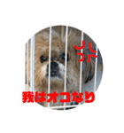 シーズー犬ケリー（個別スタンプ：11）