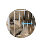 シーズー犬ケリー（個別スタンプ：12）