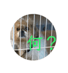 シーズー犬ケリー（個別スタンプ：13）