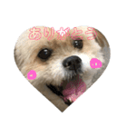 シーズー犬ケリー（個別スタンプ：14）