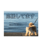 シーズー犬ケリー（個別スタンプ：15）