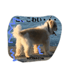 シーズー犬ケリー（個別スタンプ：16）
