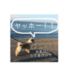 シーズー犬ケリー（個別スタンプ：17）