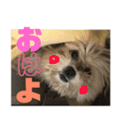 シーズー犬ケリー（個別スタンプ：18）