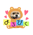 シーズー犬ケリー（個別スタンプ：19）