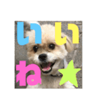 シーズー犬ケリー（個別スタンプ：21）