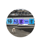 シーズー犬ケリー（個別スタンプ：24）