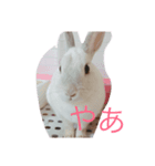 山口家のうさこスタンプ（個別スタンプ：6）