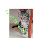 普段使いに！（個別スタンプ：5）