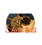 普段使いに！（個別スタンプ：6）
