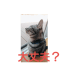 普段使いに！（個別スタンプ：10）