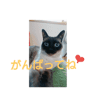 普段使いに！（個別スタンプ：12）