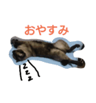 ましゃもか（個別スタンプ：1）