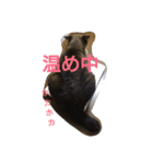 ましゃもか（個別スタンプ：4）