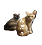 ましゃもか（個別スタンプ：10）