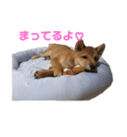 マメタスタンプ 2（個別スタンプ：1）