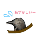 ハリネズミのコロ助.（個別スタンプ：5）