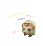 ハリネズミのコロ助.（個別スタンプ：7）