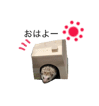 ハリネズミのコロ助.（個別スタンプ：8）